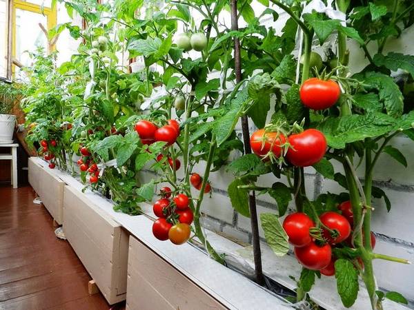Как растить балконные помидоры - фото